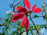 IMG_10_Flame_Tree.jpg