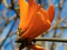 Flame Tree Flowers