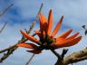 Flame Tree Flowers